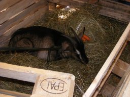 Wigilijne spotkania w Domu Pomocy w Podzamku